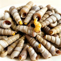 Fresh Raw Tower Snails